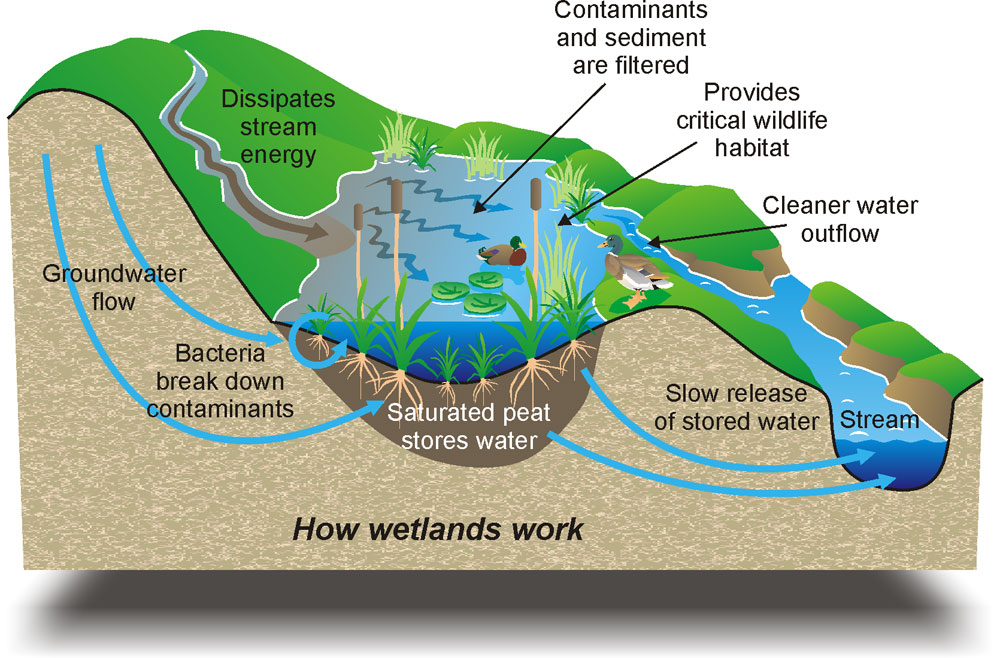 How Wetlands Work